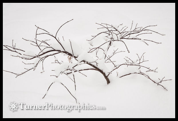 Bare Japanese maple branches