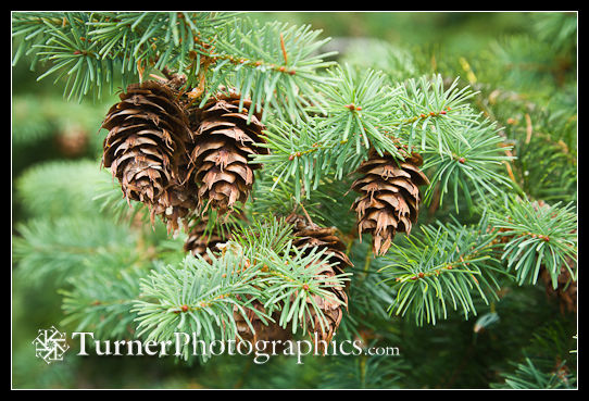 Douglas-fir cones and foliage