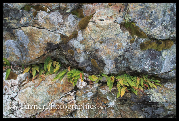 Irregular Polypody