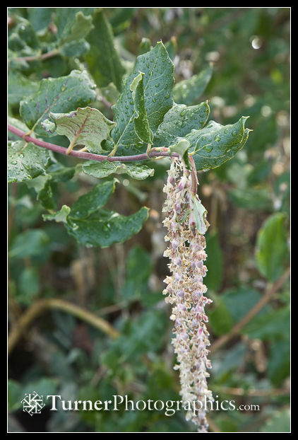 Wavyleaf Siltassel