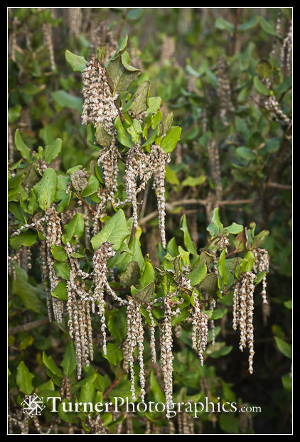 Wavyleaf Silktassel male catkins