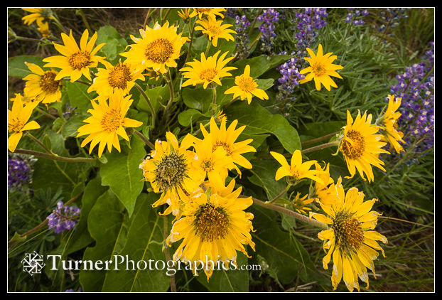 Wide-angle photo of balsamroot