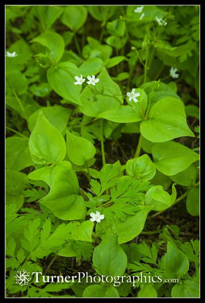 Candyflower