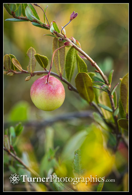 1305364 American Cranberry fruit & foliage [Vaccinium macrocarpon]. Saint-Henri Peatland, Quebec, PQ. © Mark Turner