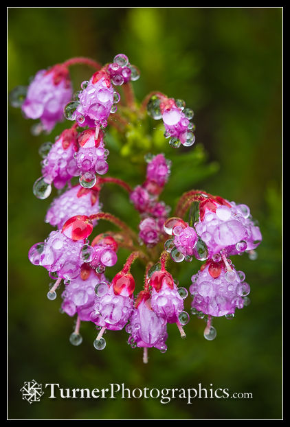 Raindrops on pink mountain-heather