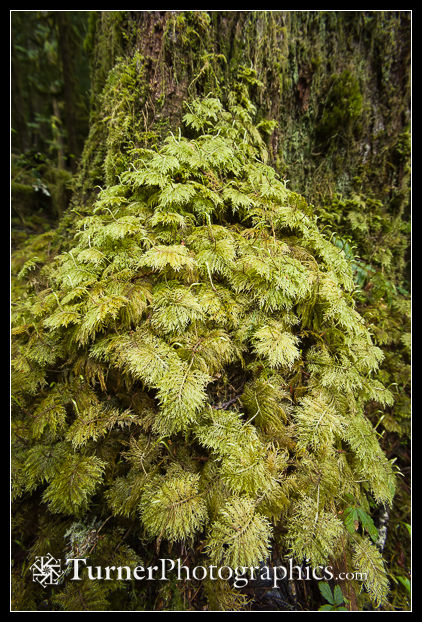 Stairstep Moss [Hylocomium splendens].