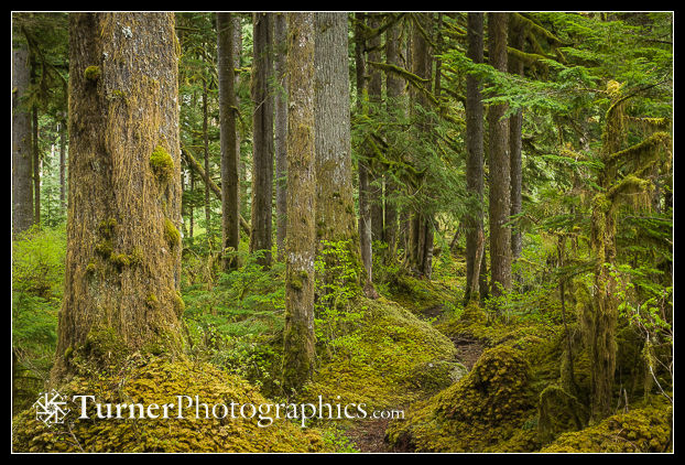 Trail through old-growth forest
