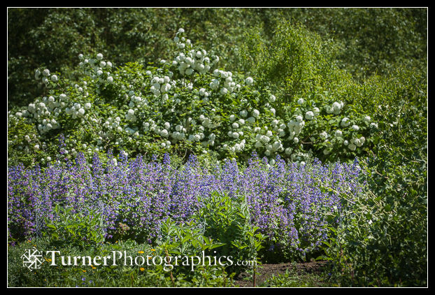 Broad-leaved Penstemon