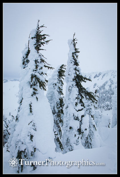 Snow-crusted Mountain Hemlocks
