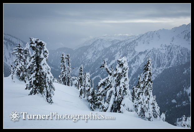 Snow-crusted Mountain Hemlocks overlooking Swift Creek valley