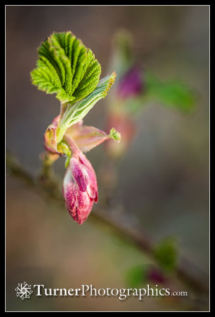 Red-flowering Currant tight flower buds