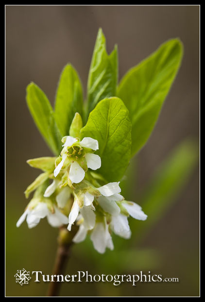 Osoberry blossoms