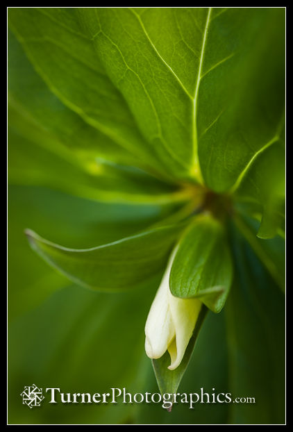 Western Trillium tight flower bud