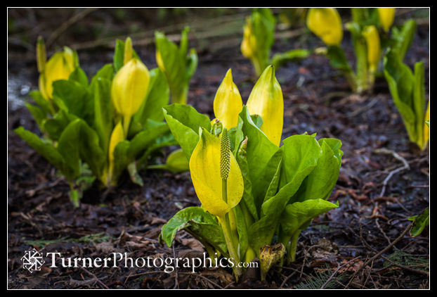 Skunk Cabbage