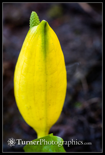 Skunk Cabbage spathe & spadix