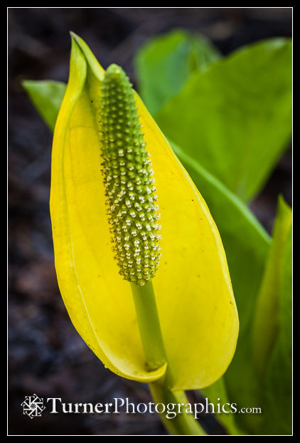 Skunk Cabbage spathe & spadix