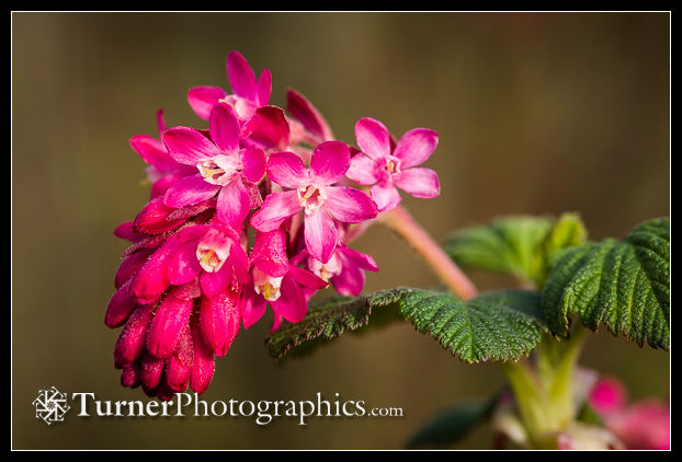 Red-flowering Currant blossoms