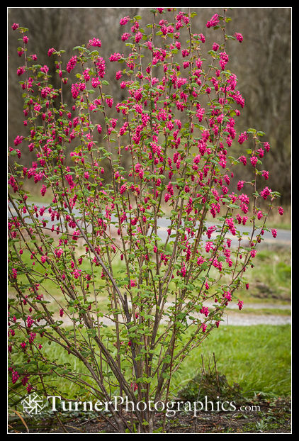 Red-flowering Currant