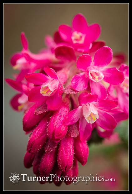 Red-flowering Currant blossoms