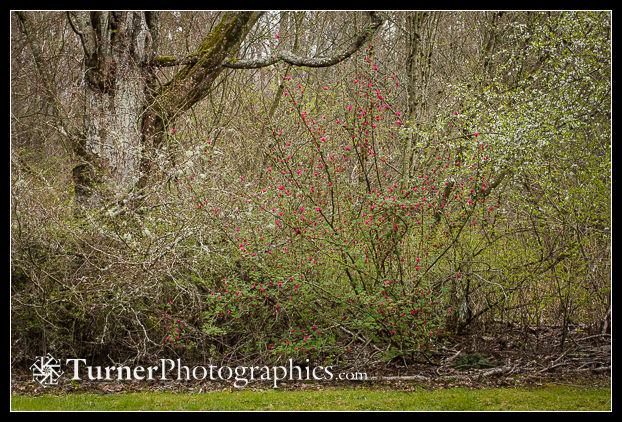 Red-flowering Currant