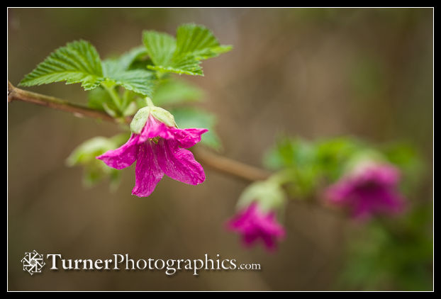 Salmonberry blossoms
