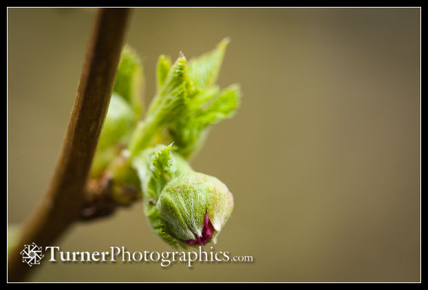 Salmonberry flower bud