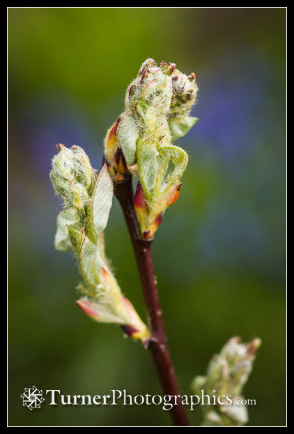Western Serviceberry leaf & flower buds