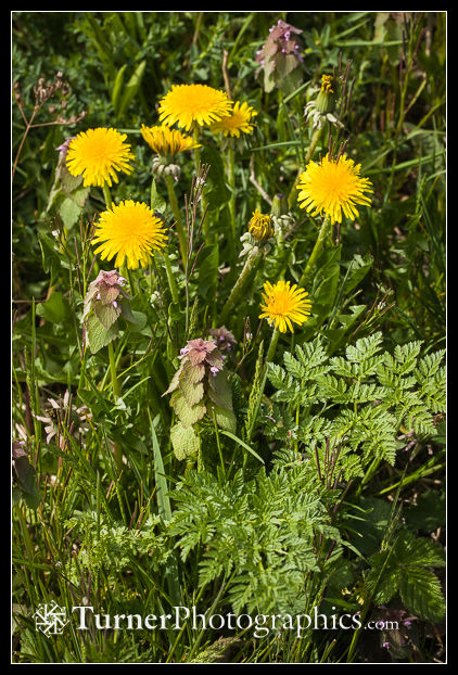 Common weeds Dandelion, Henbit, Hairy Bittercress, Poison Hemlock