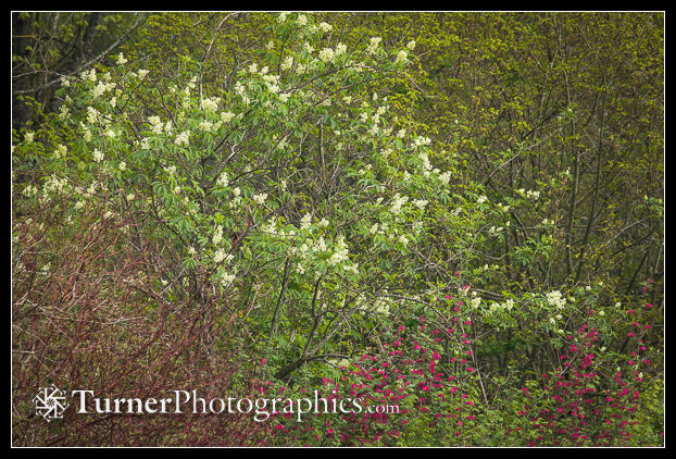 Red Elderberry blooming above Red-flowering Currant