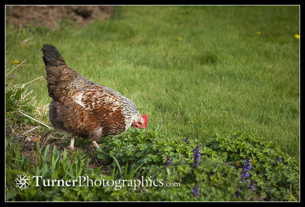 Chicken at edge of perennial bed