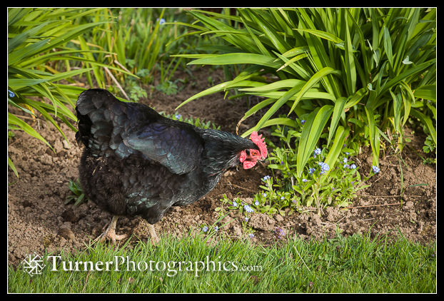 Chicken at edge of perennial bed