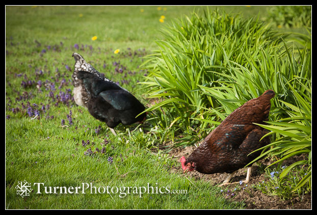 Chickens foraging in lawn