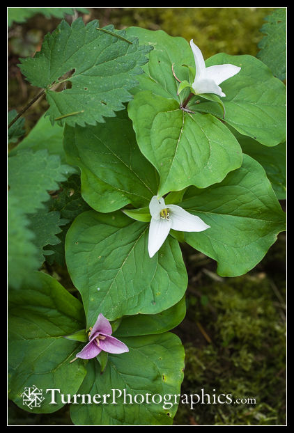 Western Trilliums