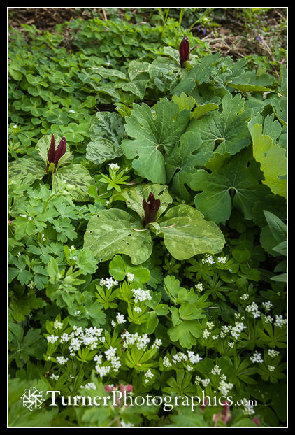 Sweet Woodruff w/ Giant Purple Wakerobins