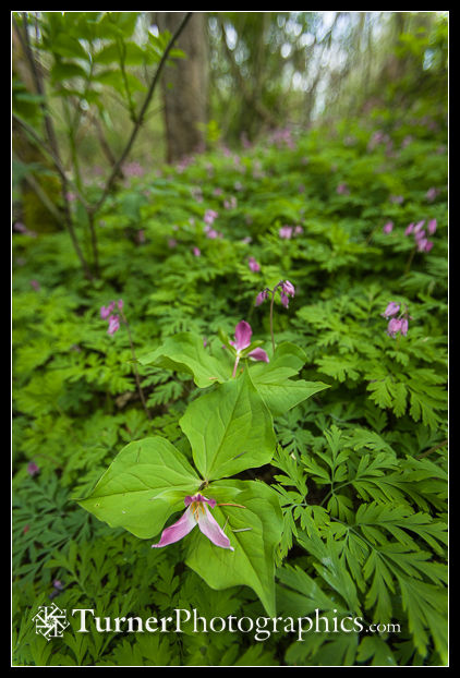 Western Trilliums