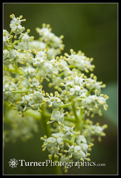 Red Elderberry blossoms detail