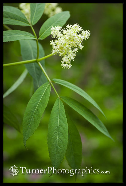 Red Elderberry blossoms and foliage