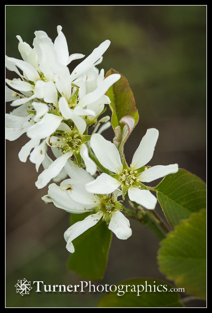 Serviceberry blossoms