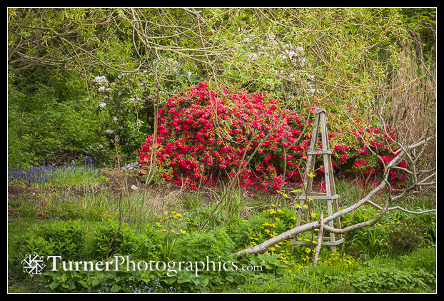 Red Rhododendron and tuteur in perennial bed
