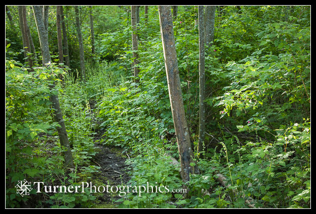Fringecup lines woodland path