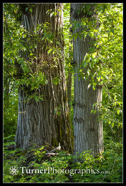 Black Cottonwood trunks