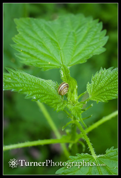 Brown-lipped Snail on Stinging Nettle