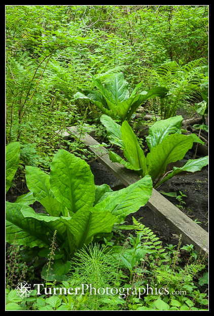 Skunk Cabbage and more
