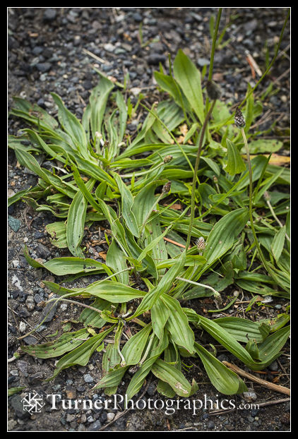 English Plantain