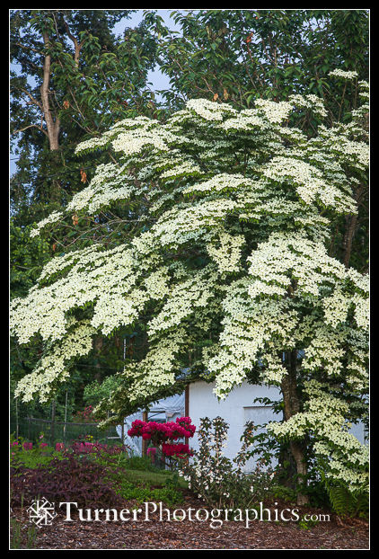 Kousa Dogwood