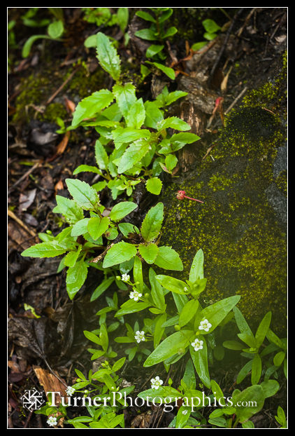 Large-leaf Sandwort among Cascades Penstemon