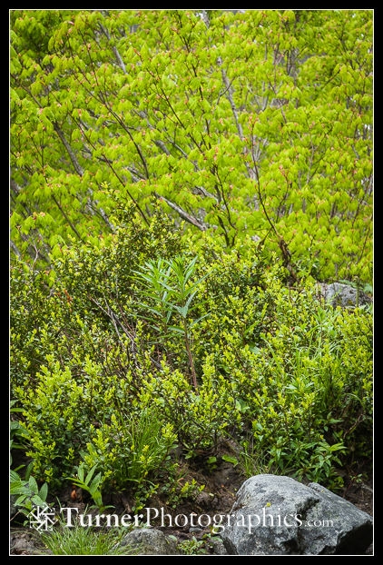 Fireweed among Oregon Box, below Vine Maple