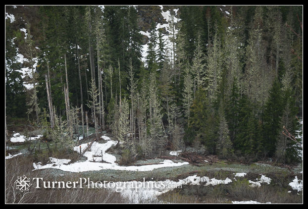 Dying conifers along Ruth Creek