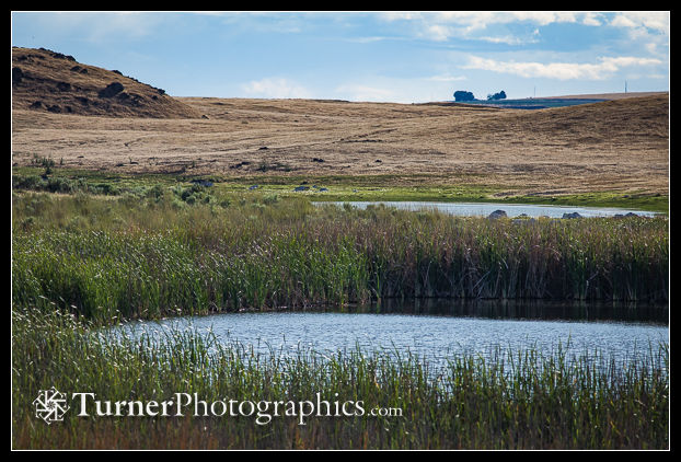 Cat-tail marsh