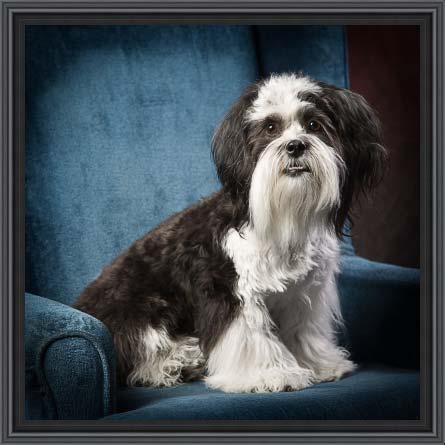 Oscar, photographed in our studio.